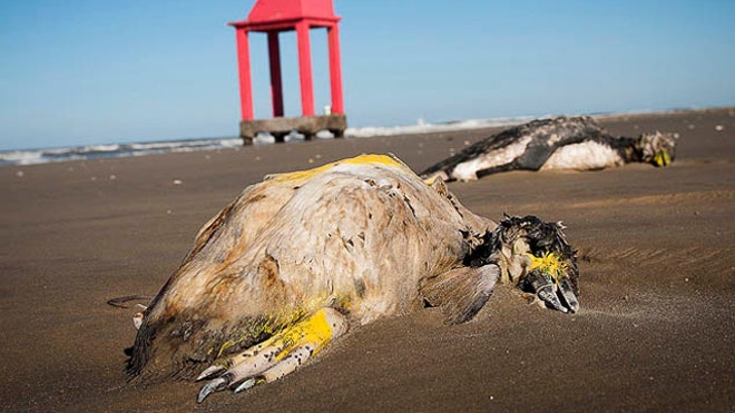 PENGUINS DEAD.jpg